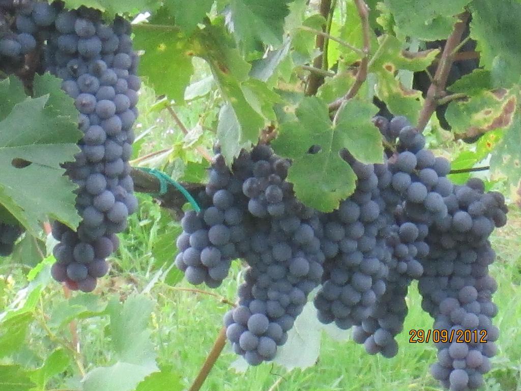 Tenuta Il Tresto Séjour à la campagne *